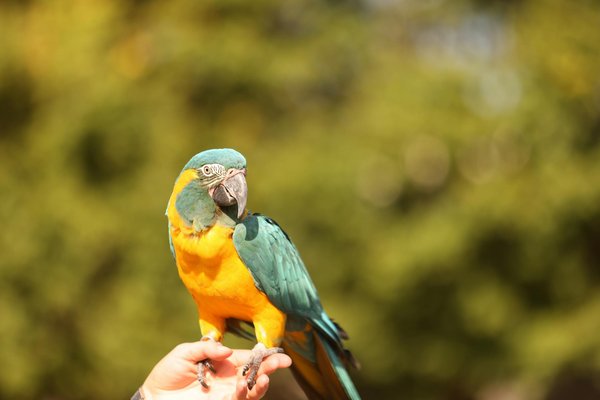 How do you safely remove a tick from a Spaniel without causing distress?