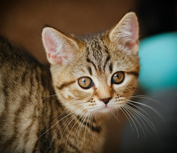 How does climate change affect migratory bird patterns in the UK?