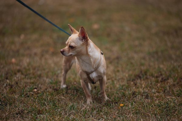 Can a Doberman Pinscher be a good therapy dog and what training is required?