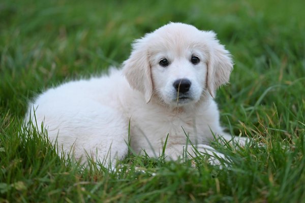 What are the signs of arthritis in older German Shepherds and how can you manage it?