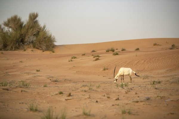How can British schools involve children in local wildlife conservation efforts?